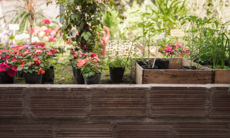 fresh-potted-flower-plants-growing-garden